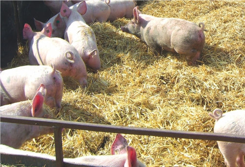 Duke of Berksire Schweine im Stroh Duke of Berksire Schweine im Stroh