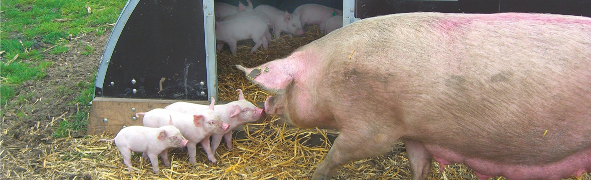 Duke of Berkshire Ferkel mit Sau im Freien